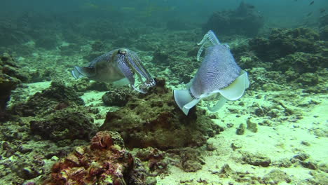 Balzverhalten-Von-Pharao-Tintenfischen