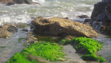 green algae sea weed sea grass and rock at the beach with slow motion background