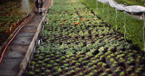 Landwirtschaftsgärtner,-Der-Blumen-Im-Gewächshaus-Gießt