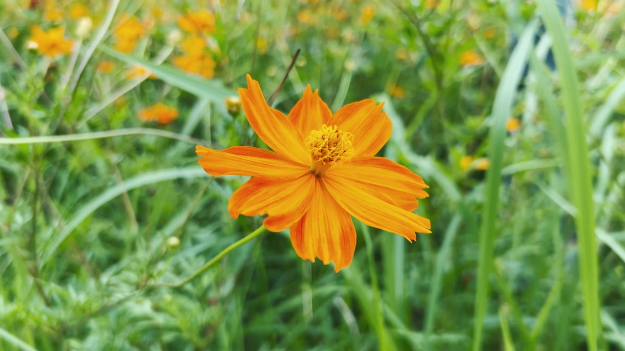 Fiore di Cosmos arancione vivace in fiore in un prato