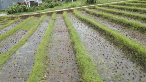 aerial shot above some paddy fields. close shot