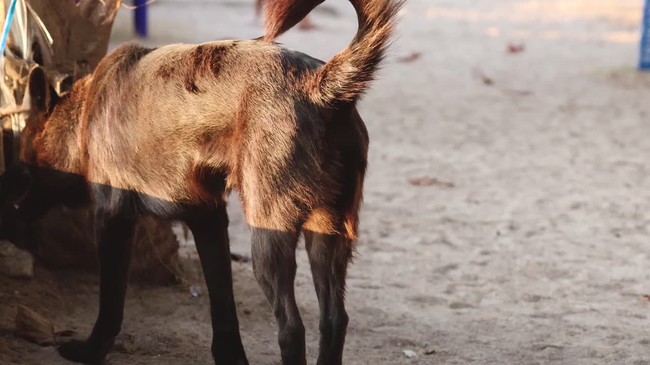 개 한 마리가 해변에서 무작위로 고 있다