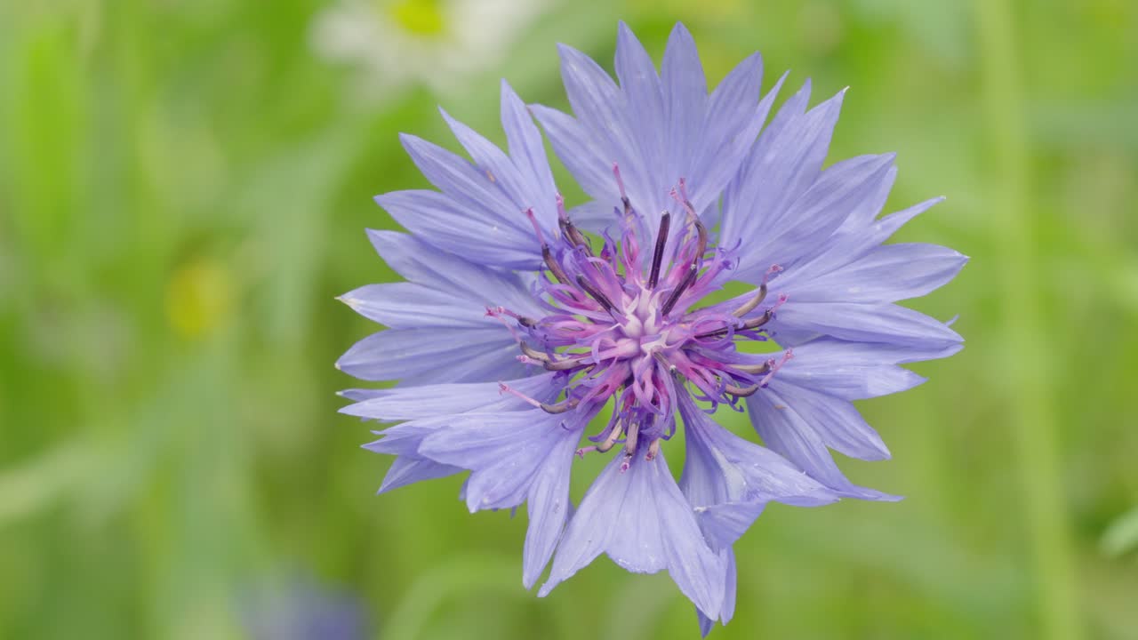 Centaurea Cyanus, known as Cornflower or Bachelor's Button in bloom