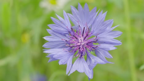 centaurea cyanus, known as cornflower or bachelor's button in bloom