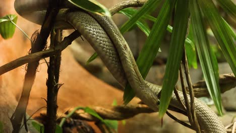 jameson mamba serpiente moviéndose a través del follaje