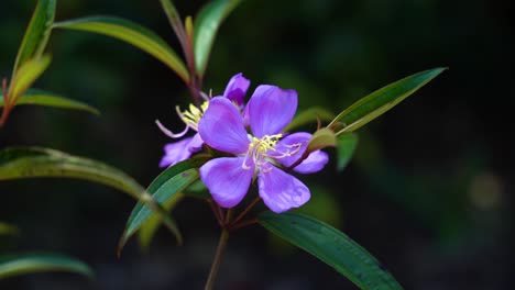 hermosa flor púrpura abierta con largas hojas verdes puntiagudas en una ramita en la naturaleza de koh rong sanloem en camboya