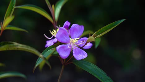 beautiful purple open flower with long pointed green leaves on a twig in the nature of koh rong sanloem in cambodia