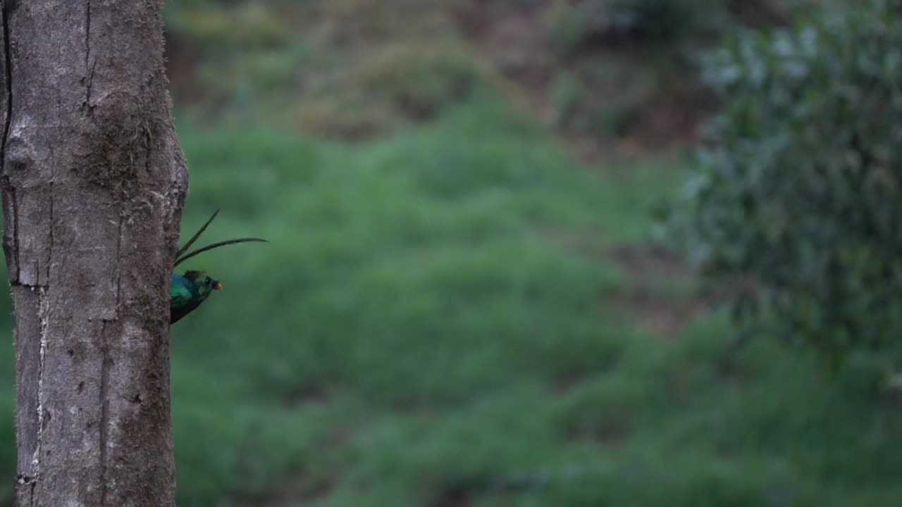 un quetzal macho vuela desde su nido a cámara lenta en la selva tropical de costa rica