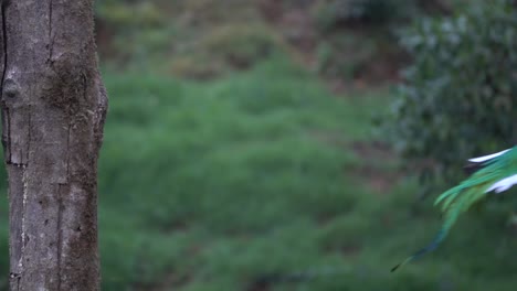un quetzal macho vuela desde su nido a cámara lenta en la selva tropical de costa rica