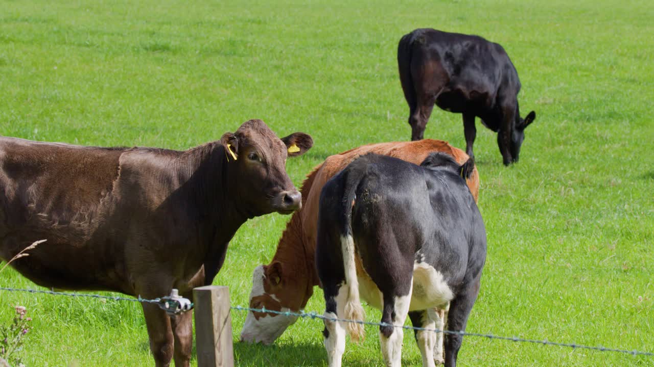 Diverse mucche pascolano e interagiscono su un vivace campo agricolo verde di giorno, con telecamera stabile che cattura l'attività rurale naturale e l'atmosfera tranquilla della campagna.