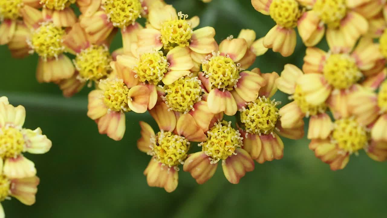 primer plano de las flores amarillas en el jardín de la costa dorada