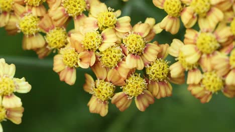 close-up of yellow flowers in gold coast garden