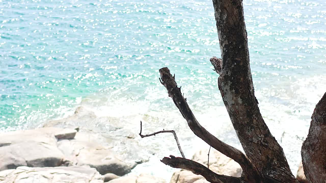 A serene view of waves hitting rocks by a tree on a sunny day in Phuket, Thailand