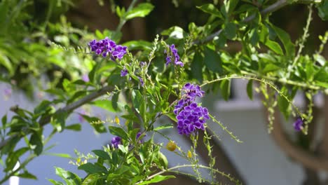 the blooming golden dewdrops with their many purple tubular flowers