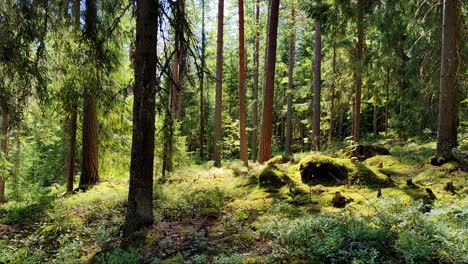 hermoso paisaje forestal verde con musgo, árboles y luz solar natural