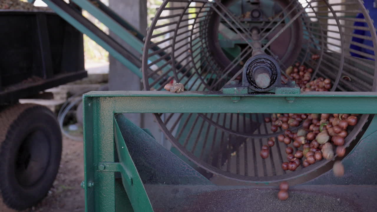 Macadamia nuts roll, tumble in drum in food processing facility