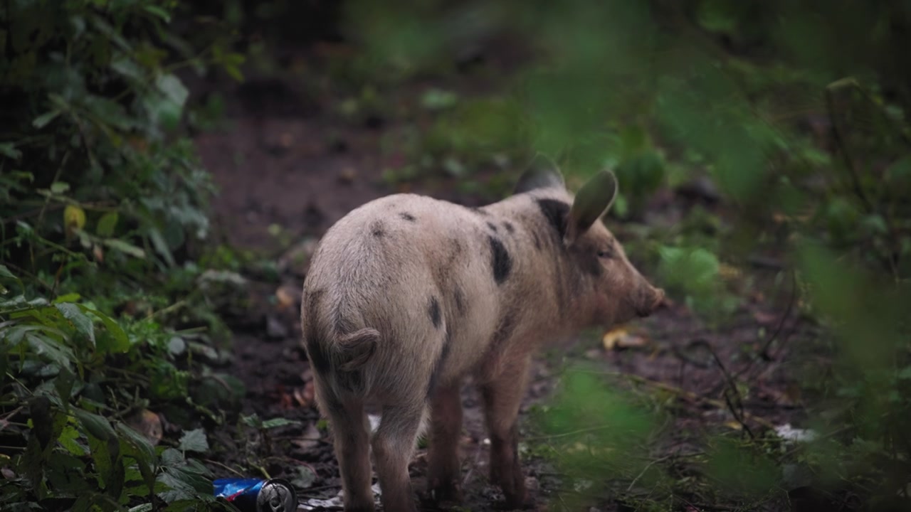 Un maialino nel bosco