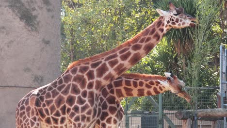 dos jirafas comiendo hojas de un árbol