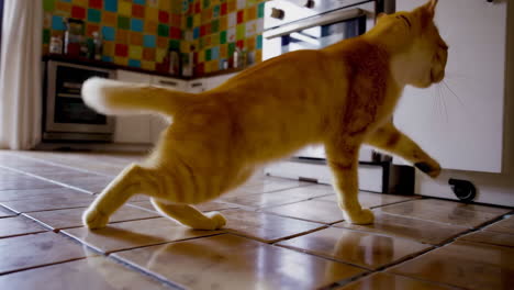 ginger cat playing in a kitchen