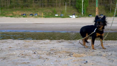 a small dog (a breed of toy terrier) barks at the operator. the dog sits on a sandy beach. cloudy spring evening.