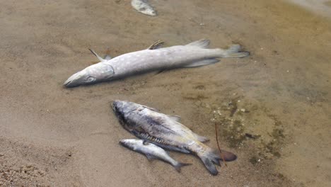 dead fish on the lake shore. close up