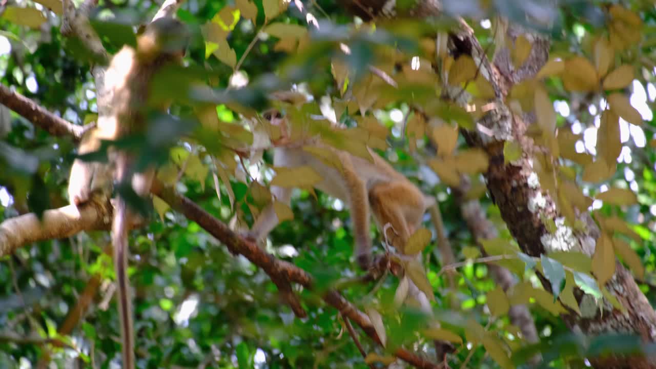 Young Toque macaque monkeys playing in trees spotted during wildlife safari in Wilpattu National Park, Sri Lanka