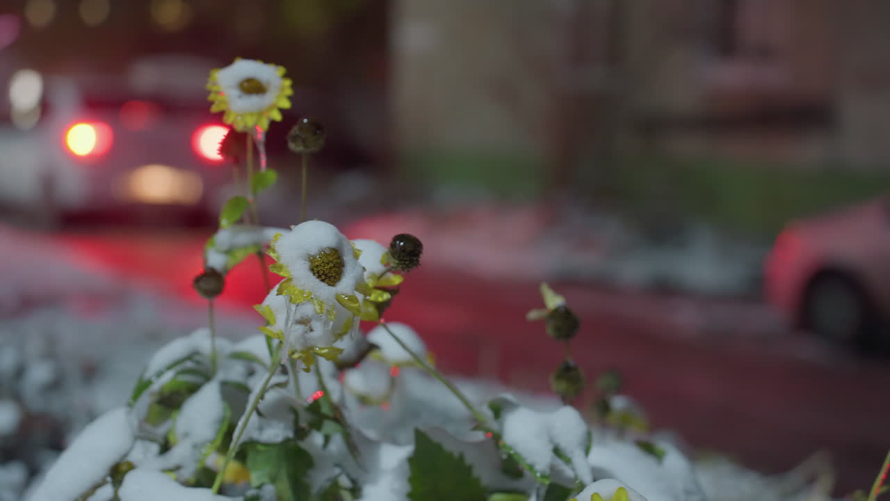 눈으로 인 꽃이 집중되어 있고, 차가 백라이트를 켜고 지나가고, 주거 지역의 흐릿한 시야와 다른 차가 부분적으로 보이며, 겨울 밤의 분위기를 포착합니다.
