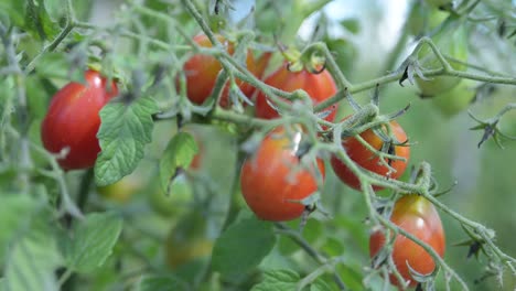 red cherry tomato growing in a natural permaculture garden farm under warm sunshine