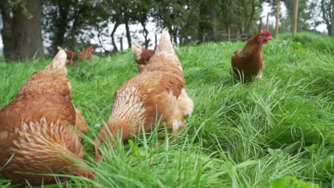 Slow-motion-free-range-chicken-eating-food-in-long-grass