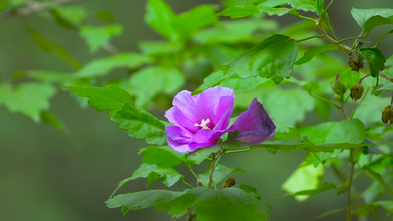 Cinematic footage from a purple flower