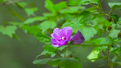 cinematic footage from a purple flower