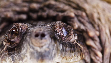 extreme close up of a snapping turtle blinking