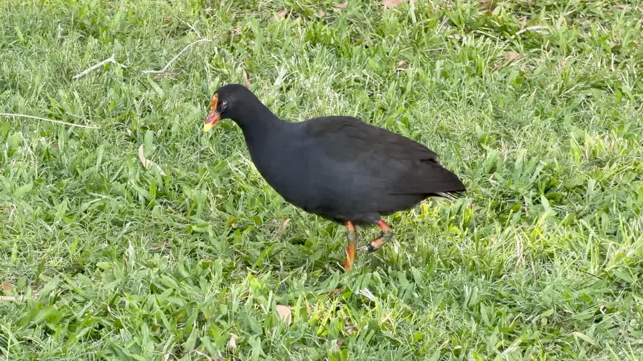 Una gallinella d'acqua cammina su un prato verde, alla ricerca di cibo in condizioni di luce naturale