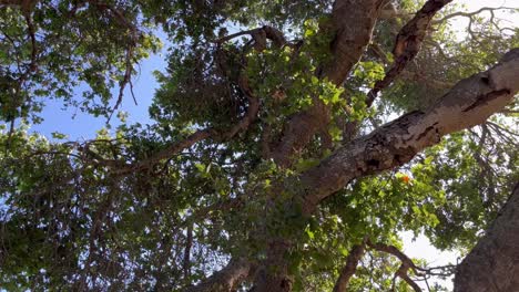 tree canopy, rotating view with a lot of visible branches, clear sky in the background