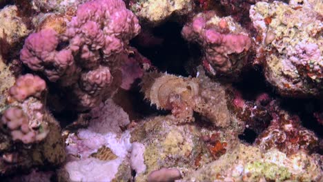 sepia de arrecife escondida en una cueva por la noche