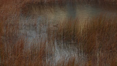 Duck-swimming-away-in-pond-with-tall-yellow-grass