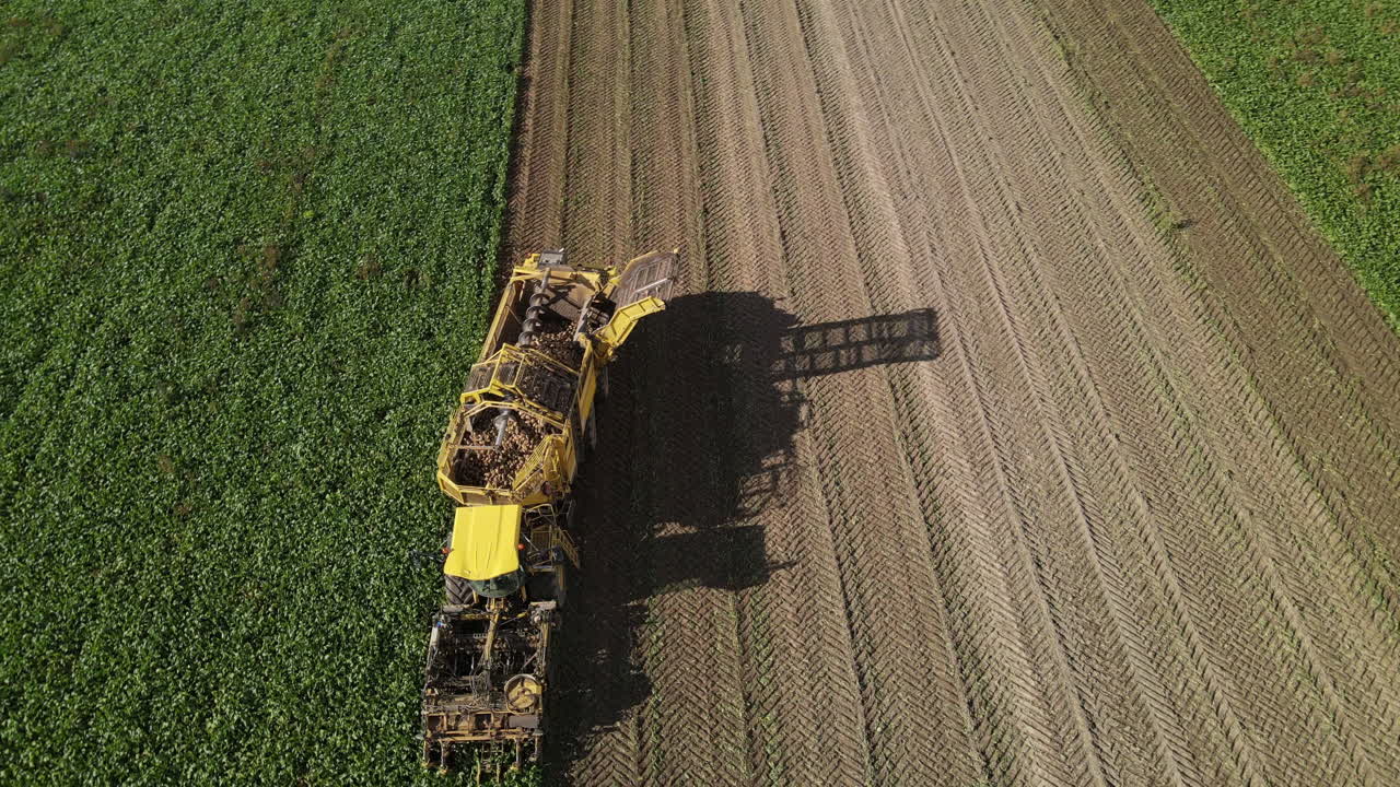 Close aerial shot of a beet harvesting machine in action, collecting beets, with freshly turned earth and plant rows visible