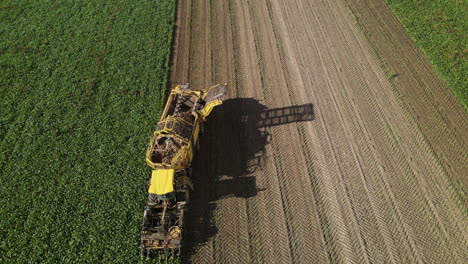 fotografía aérea de cerca de una máquina de cosecha de remolacha en acción, recogiendo remolachas, con tierra recién girada y filas de plantas visibles