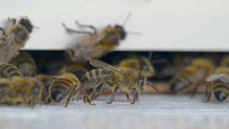 Wild-honey-bees-bringing-nectar-home-to-bee-house-after-collecting-pollen-and-nectar,-macro-close-up