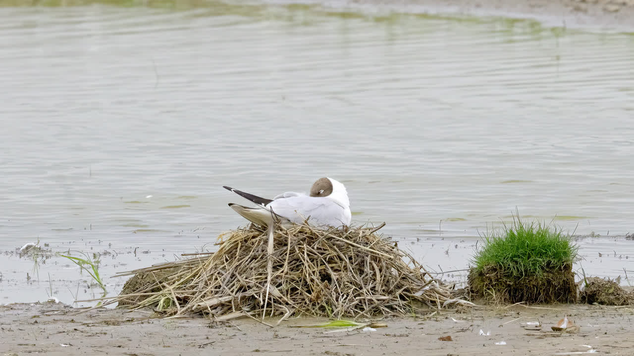 Black-headed gull feeding her chicks in coastal Lincolnshire marshlands UK