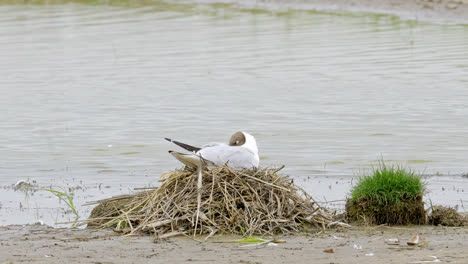 black-headed gull feeding her chicks in coastal lincolnshire marshlands uk