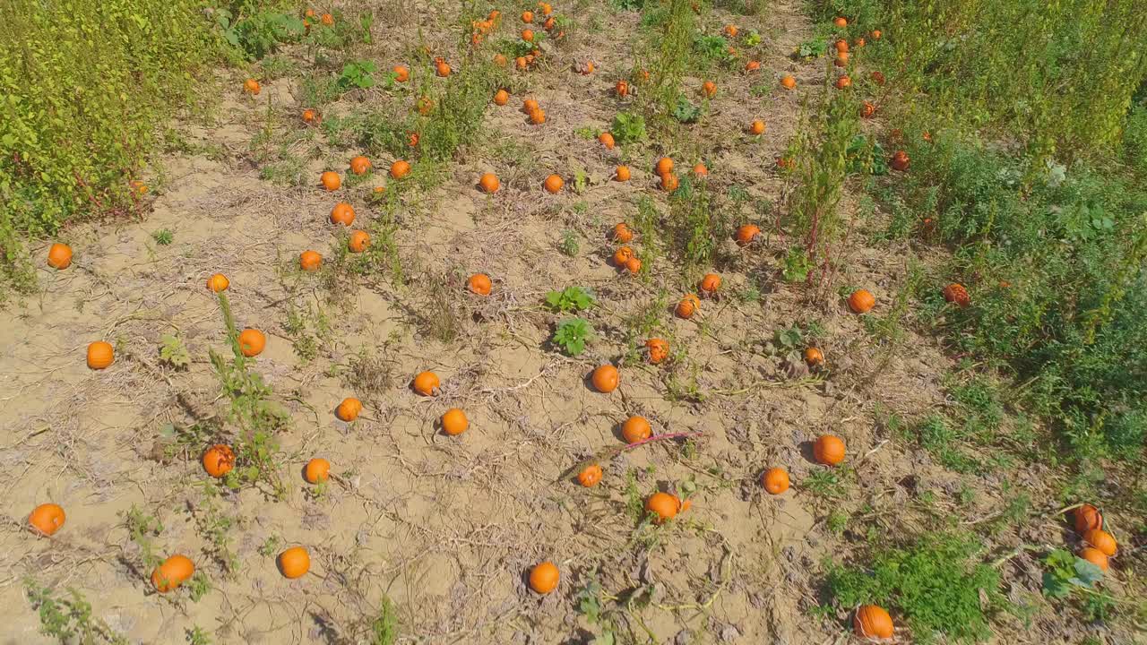 una vista aérea de cerca de las tierras de cultivo amish y el campo con campos de calabaza en un día soleado de verano
