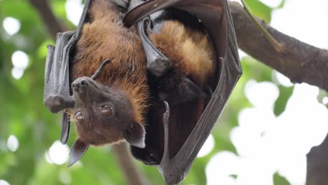 El-Zorro-Volador-De-Lyle-O-Pteropus-Lyleior,-Mira-Hacia-Abajo-Y-Mueve-La-Cabeza-Hacia-La-Derecha-Mirando-Hacia-Arriba-Con-Hojas-Y-Ramas-Como-Fondo