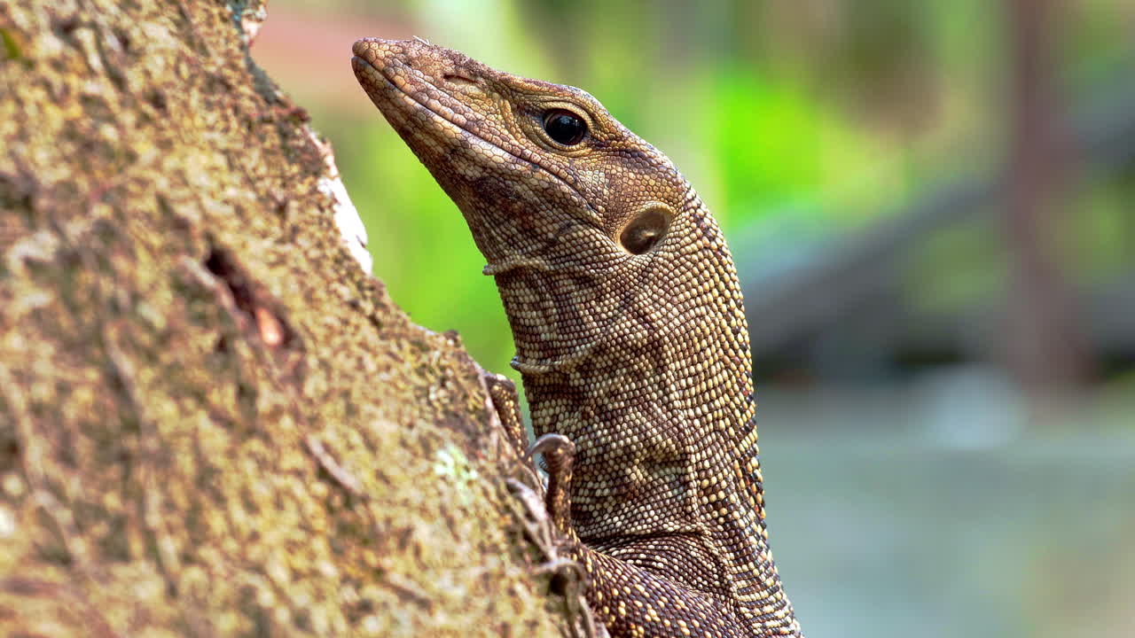 정글 나무 줄기에 있는 아시아 물 모니터 도마 ⁇ 의  ⁇ 질 같은 머리와 목