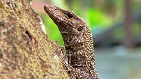 cabeza y cuello escamosos de lagarto monitor de agua asiático en el tronco de un árbol de la selva