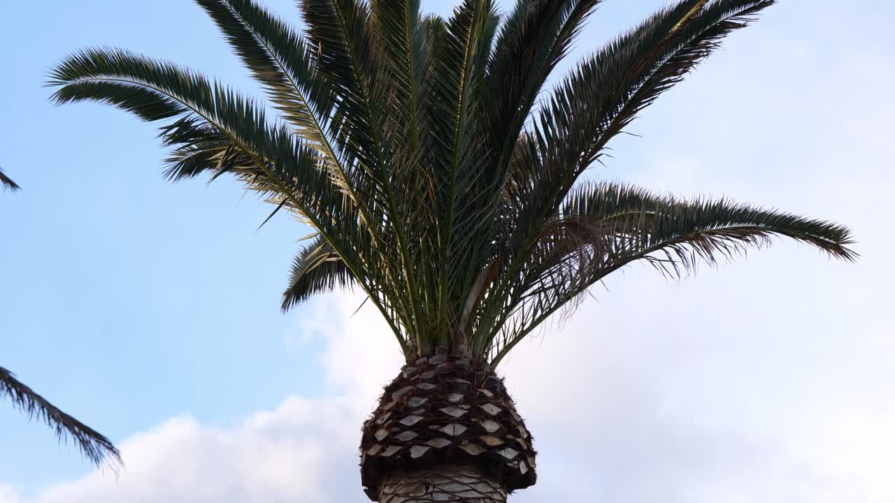 mirando hacia el tronco de la palmera con ramas meciéndose suavemente en el viento