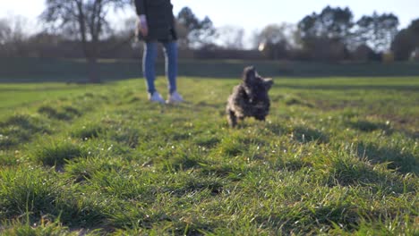 cute puppy dog running fast towards camera on grass field in the park in super slow motion during summer with puppy-dog eyes