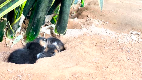 fluffy and feral baby cats or kitten are cuddling with each other in dug up hole or nest in the ground