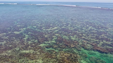 vuelo aéreo sobre los arrecifes de coral de tahití en teahupo'o en tahití