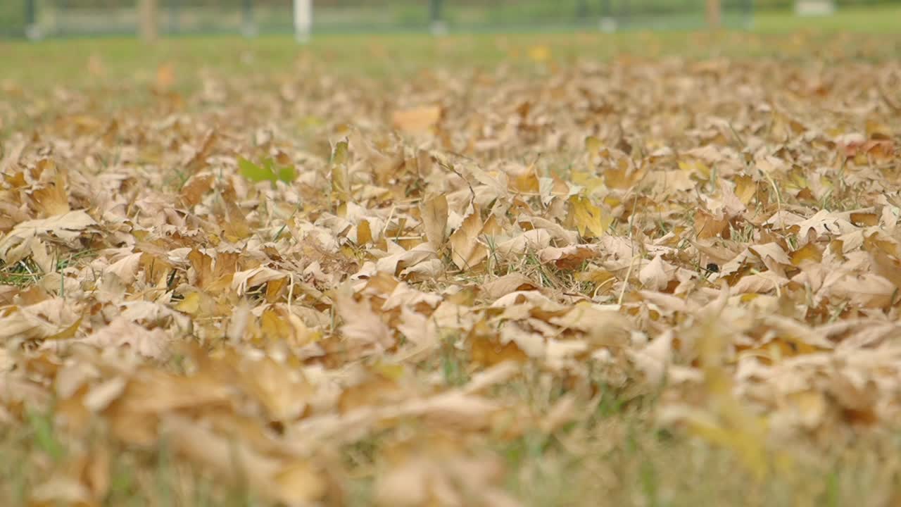 Autumn Leaves on a Grassy Lawn